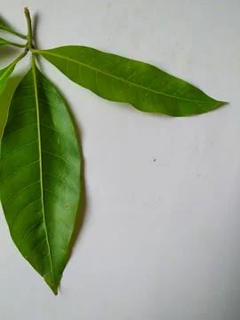 Different types of Texture and Patterns of a Mango Leaves isolated on white.. 스톡 사진