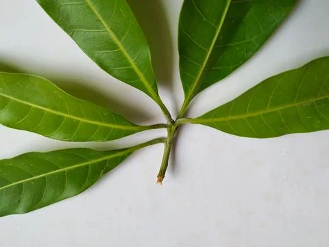 Different types of Texture and Patterns of a Mango Leaves isolated on white.. 스톡 사진