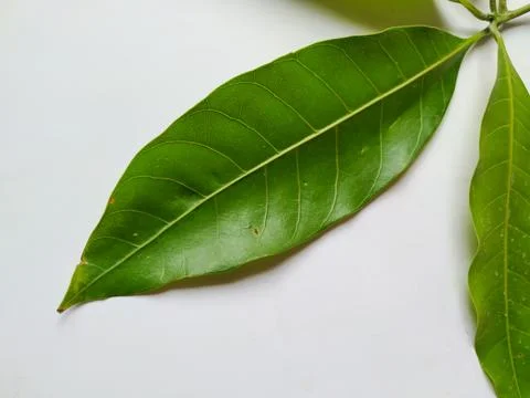 Different types of Texture and Patterns of a Mango Leaves isolated on white.. Foto stock
