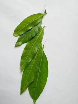 Different types of Texture and Patterns of a Mango Leaves isolated on white.. Fotos de archivo