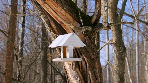 Different types of tits on a bird feeder in the park. Wildlife conservation Stock Footage 126246462