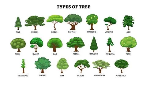 Different types of tree collection, sorts specimens, pine, cedar, babul, ba.. Stock-Illustration