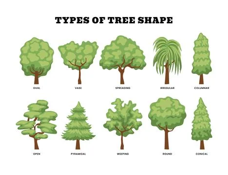 Different types of tree shapes collection, Forest and nature concept. Colle.. Stock Illustration