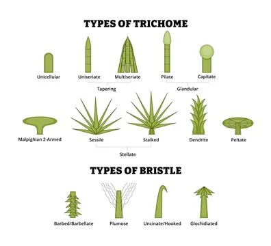 Different types of Trichome and bristle types plant hair. Tapering, glandul.. Stock Illustration