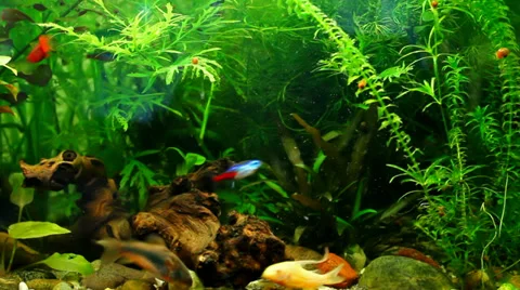 The different types of tropical fish in a beautiful aquarium full frame Stock Footage 39732810