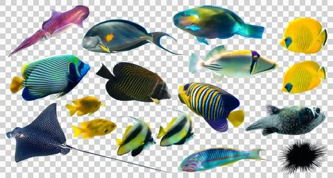 Different types of tropical fish (Butterflyfish, Parrotfish, Stingray) Stock Photos