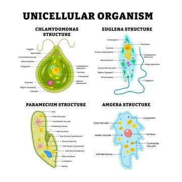 Different types of unicellular organism structure anatomy with detailed cha.. Stock Illustration