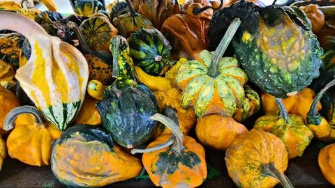 Different types of vegetables are collected from garden and brought into the  Stock Photos