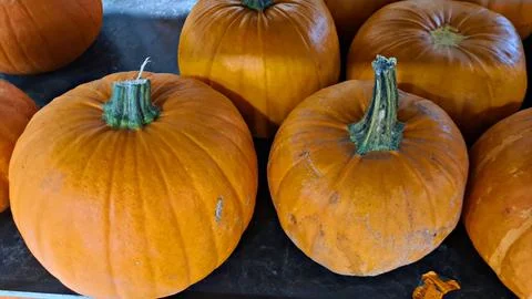 Different types of vegetables are collected from garden and brought into the  Stock Photos