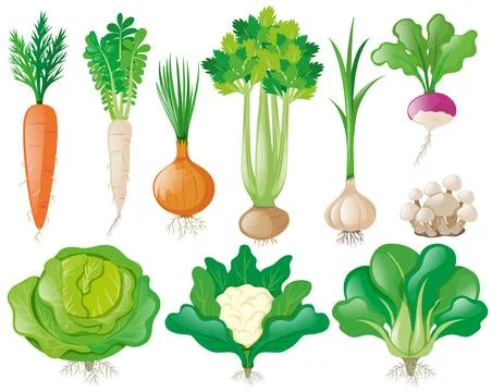 Different types of vegetables 库存插图