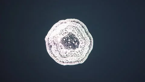 Different types of virus and mutation Stock Footage 288014610