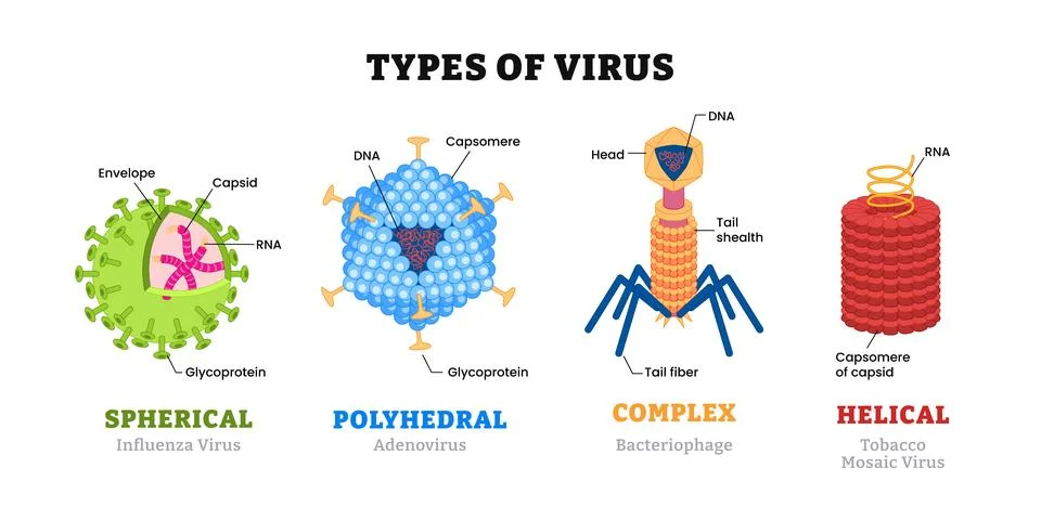 Different types of virus structure anatomy, medical science educational pos.. Stock Illustration