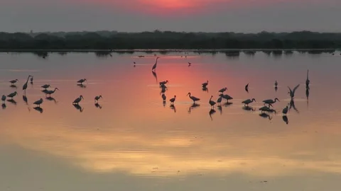 Different types of waders, egrets foraging in a lagoon in the morning Mannar. Stock Footage 162130715
