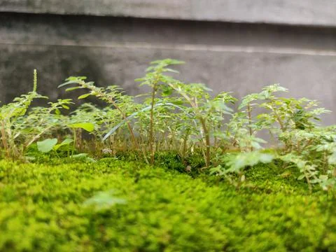 Different types of weeds Stock-Fotos