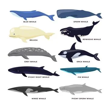 Different types of Whales Set Collection, vector illustration isolated on w.. Stock-Illustration