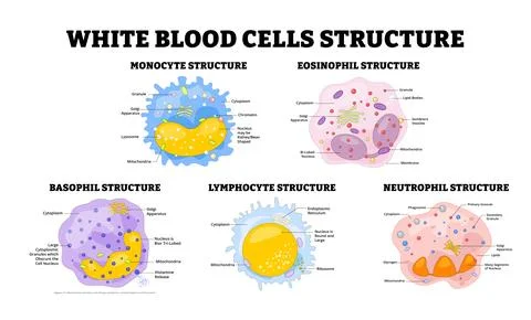 Different types of White Blood Cells types structure anatomy diagram medica.. Stock Illustration