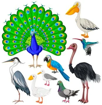 Different types of wild birds Stock Illustration