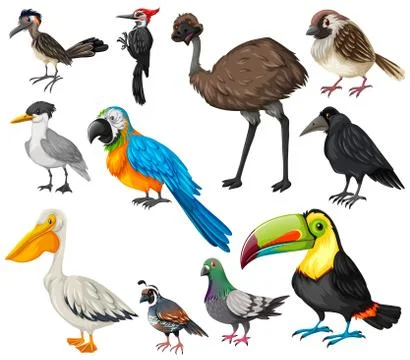 Different types of wild birds Stock Illustration