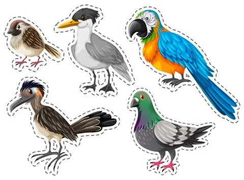 Different types of wild birds Stock Illustration