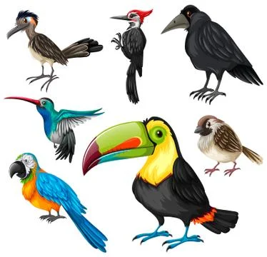 Different types of wild birds Illustrazione stock