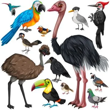 Different types of wild birds 스톡 일러스트