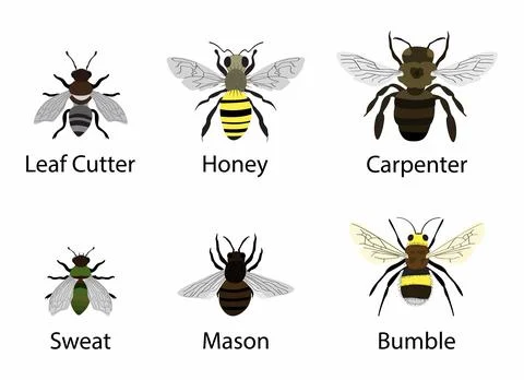 Different types of winged animals, various small insects, types of small bugs イラスト素材