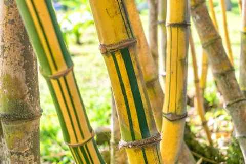 Different types of yellow bamboo trunks close-up Stock Photos