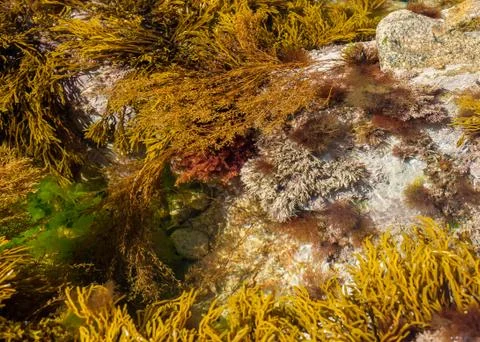 Different underwater algae in the atlantic ocean Stock Photos
