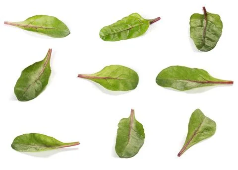 Different variations of chard salad leaves isolated on a white background Stock Photos