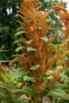 Different varieties of amaranth with multi-colored flowers. Stock Photos