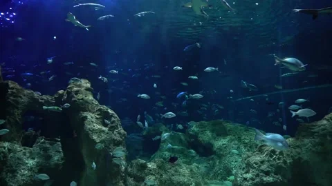 Different varieties of fish swimming in large aquarium Stock Footage 157497012