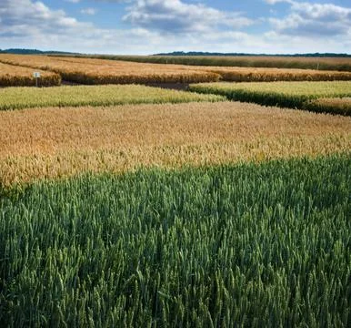 Different varieties of grain crops, plots of ripe wheat field with blue sky Stock Photos