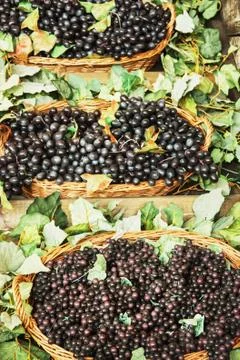 Different varieties of grapes in the wicker baskets, vertical composition Stock Photos