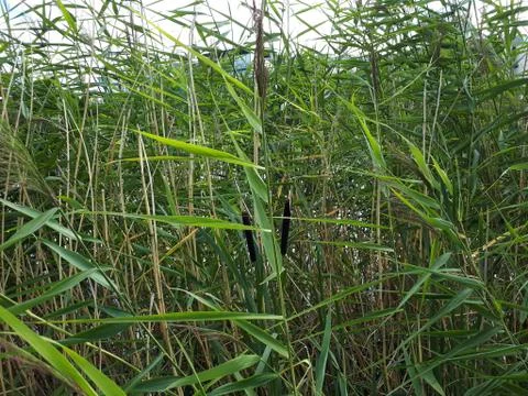 Different varieties of green water vegetation Stock Photos