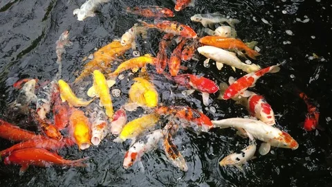 Different varieties of koi carp of all colors that come to ask to eat at the Stock Footage 113627131
