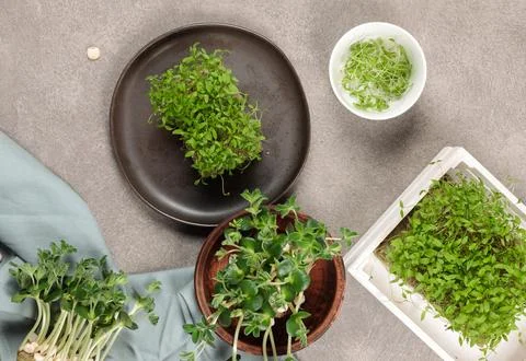 Different varieties of micro-greenery on the table. Top view on a gray Stock Photos
