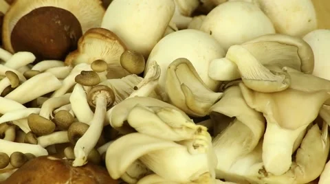 Different varieties of mushrooms Stock Footage 43134639