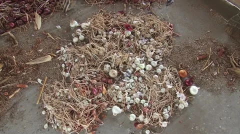 Different varieties of onions in barn Stock Footage 54362926