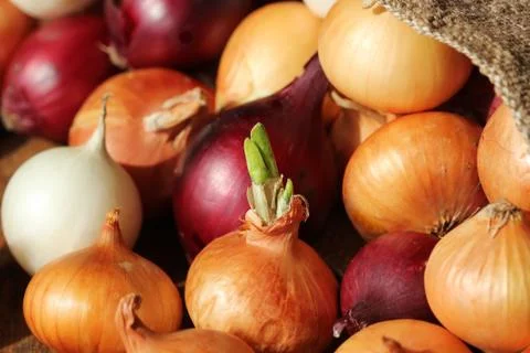 Different varieties of onions Stock Photos