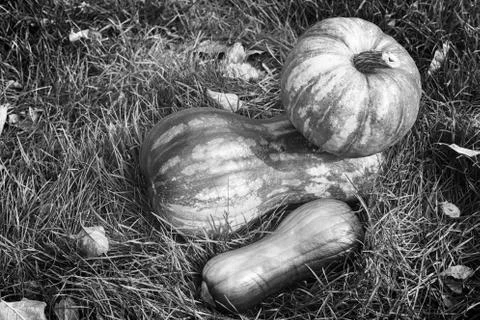 Different varieties of pumpkin on the field Stock Photos