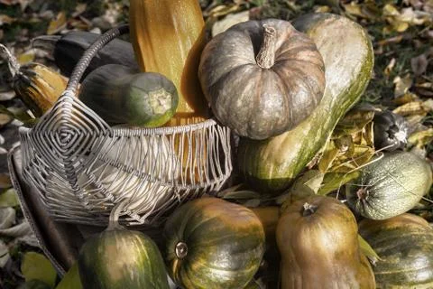 Different varieties of pumpkin on the field Stock Photos