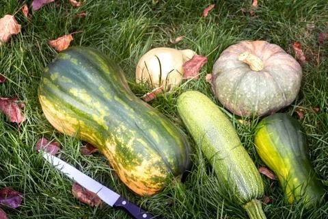 Different varieties of pumpkin on the field Stock Photos