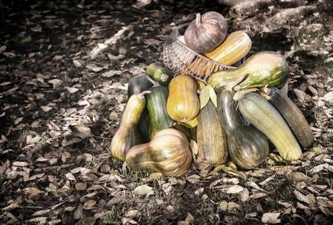 Different varieties of pumpkin on the field Stock Photos