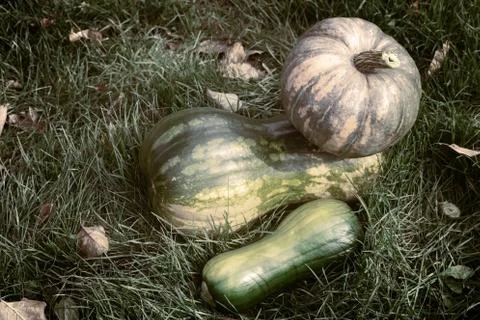 Different varieties of pumpkin on the field Stock Photos