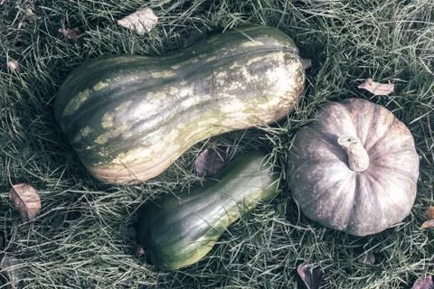 Different varieties of pumpkin on the field Foto stock
