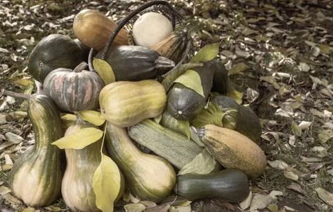 Different varieties of pumpkin on the field Stock Photos