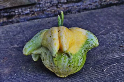 Different varieties of pumpkin. Stock Photos