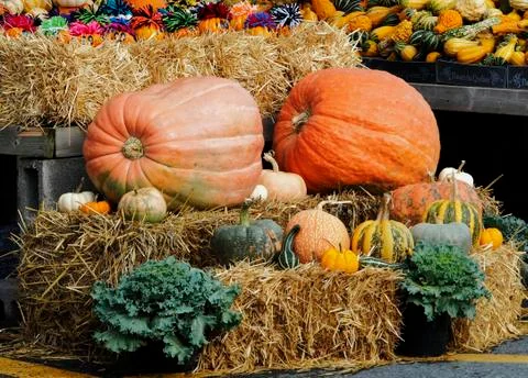 Different varieties of pumpkin, squash and gourds on straw hay bales with Stock Photos
