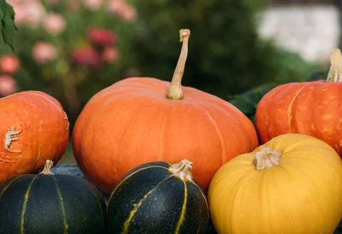 Different varieties of pumpkins and squash close up. Autumn harvest  Stock Photos