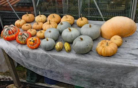 Different varieties of pumpkins on display on a cloth covered table Foto stock